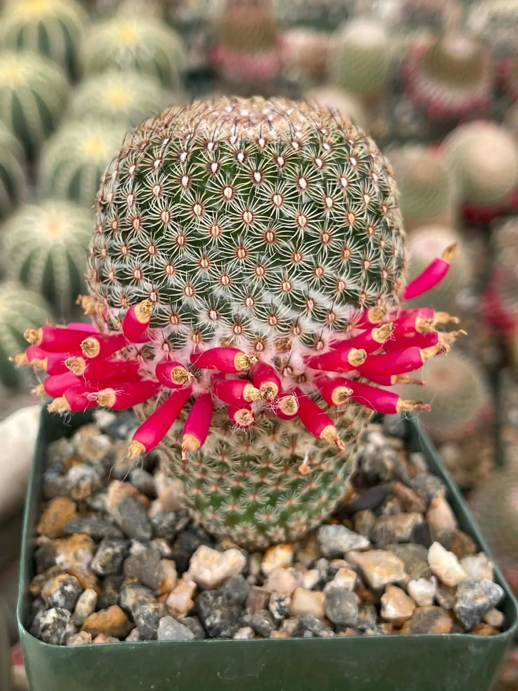 Mammillaria Huitzilopochtli | Rare Live Cactus Plant | Collector Succulent