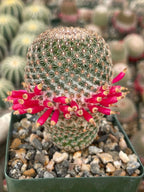 Mammillaria Huitzilopochtli | Rare Live Cactus Plant | Collector Succulent