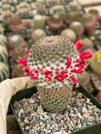Mammillaria Huitzilopochtli | Rare Live Cactus Plant | Collector Succulent