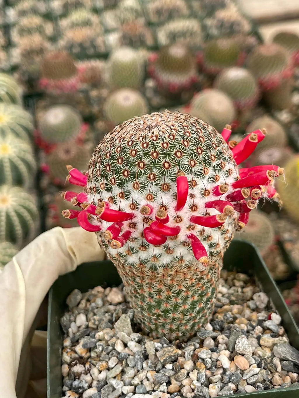 Mammillaria Huitzilopochtli | Rare Live Cactus Plant | Collector Succulent
