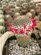 Mammillaria Huitzilopochtli | Rare Live Cactus Plant | Collector Succulent