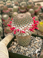 Mammillaria Huitzilopochtli | Rare Live Cactus Plant | Collector Succulent