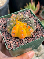 Variegated Gymnocalycium Quehlianum Live Cactus – Rare Pink Variegated Plant #339