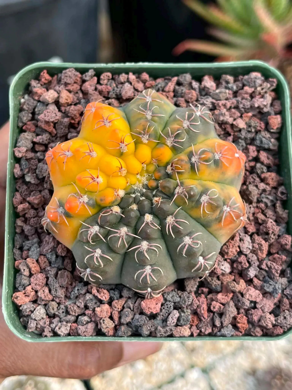 Variegated Gymnocalycium Quehlianum Live Cactus – Rare Pink Variegated Plant #339