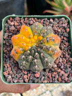 Variegated Gymnocalycium Quehlianum Live Cactus – Rare Pink Variegated Plant #339