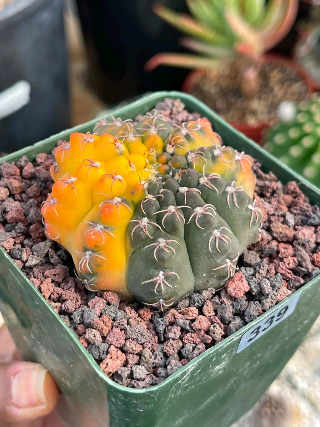 Variegated Gymnocalycium Quehlianum Live Cactus – Rare Pink Variegated Plant #339