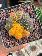 Variegated Gymnocalycium Quehlianum Live Cactus – Rare Pink Variegated Plant #339