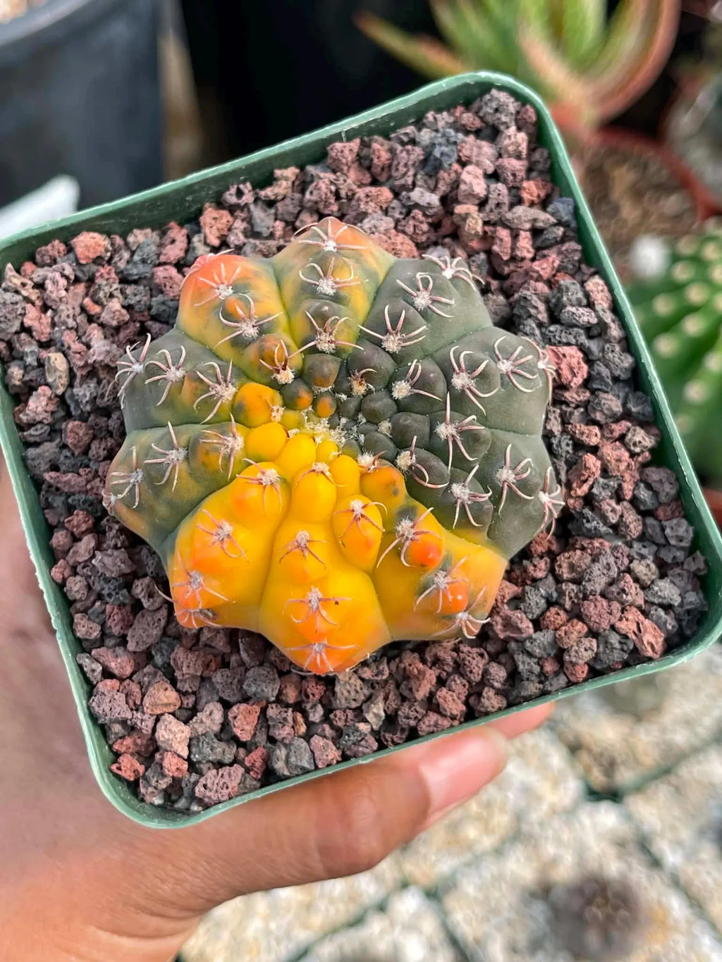 Variegated Gymnocalycium Quehlianum Live Cactus – Rare Pink Variegated Plant #339