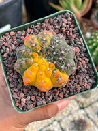 Variegated Gymnocalycium Quehlianum Live Cactus – Rare Pink Variegated Plant #339