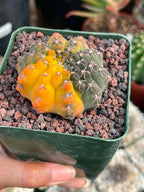 Variegated Gymnocalycium Quehlianum Live Cactus – Rare Pink Variegated Plant #339