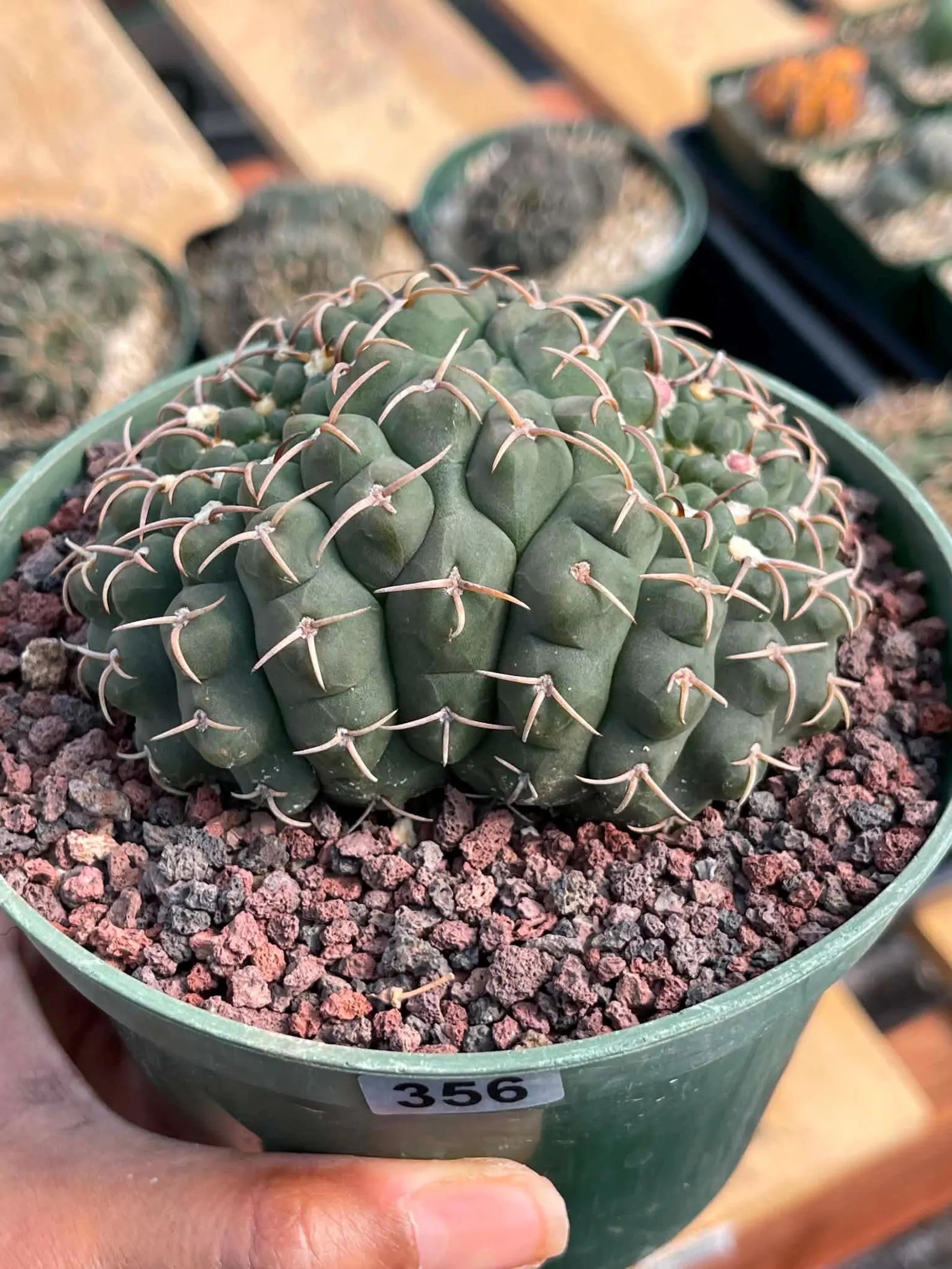 Crested Gymnocalycium | Rare Live Crested Cactus #356