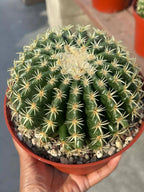 Echinocactus Grusonii Short Spine Cluster | Rare Golden Barrel Cactus | Live Plant