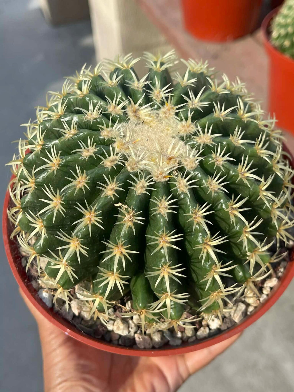 Echinocactus Grusonii Short Spine Cluster | Rare Golden Barrel Cactus | Live Plant
