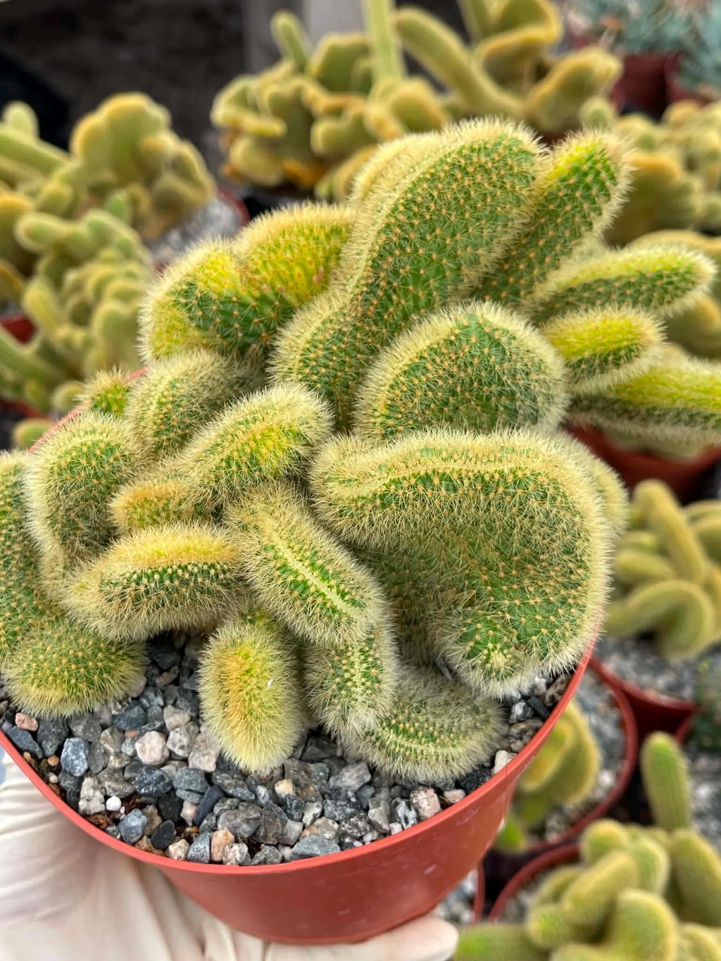 Crested Rat Tail Cactus | Rare Plant | Live Cactus