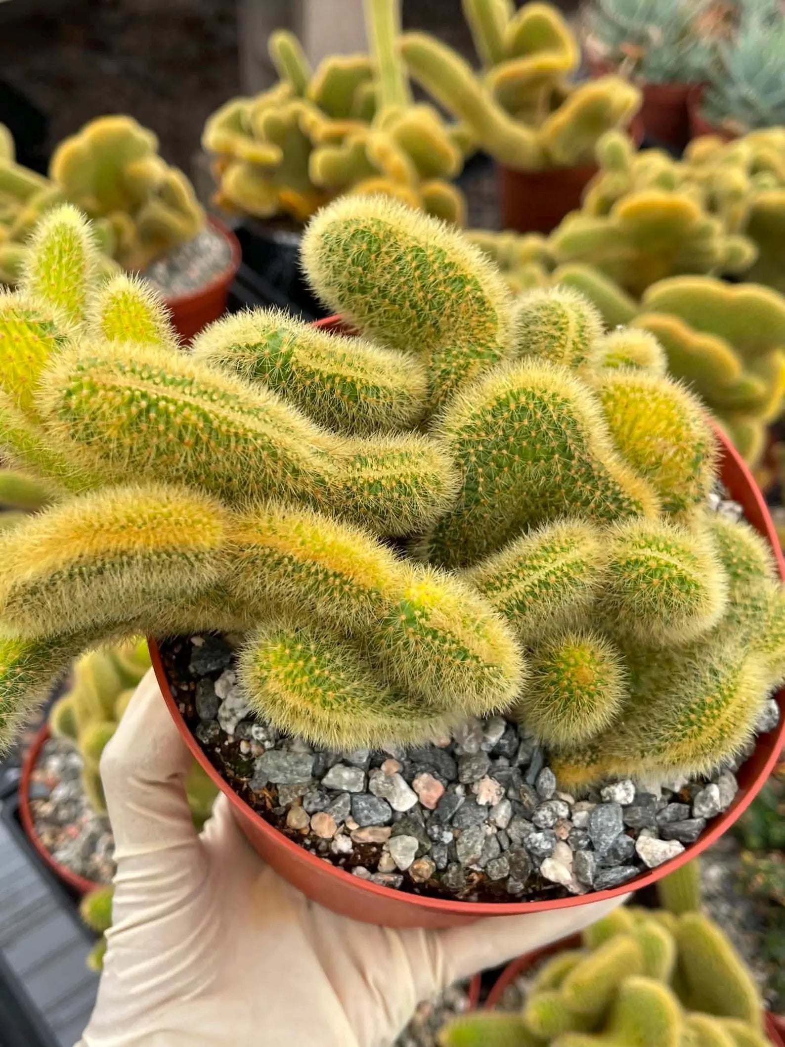 Crested Rat Tail Cactus | Rare Plant | Live Cactus