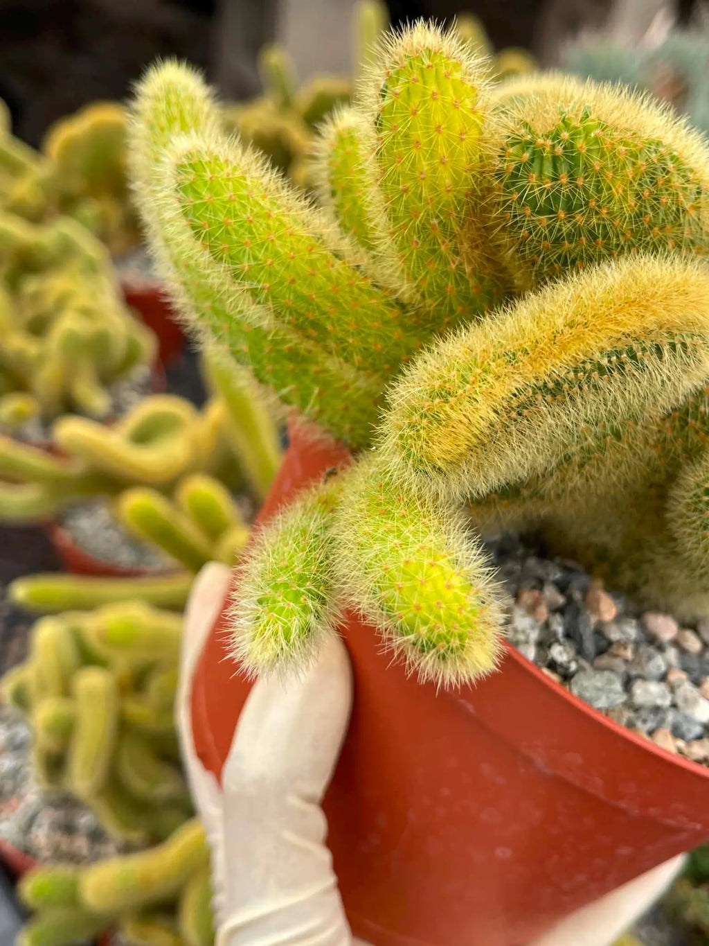 Crested Rat Tail Cactus | Rare Plant | Live Cactus