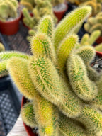 Crested Rat Tail Cactus | Rare Plant | Live Cactus