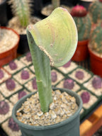 Crested Slipper Plant | Rare Crested Euphorbia | Live Succulent | 4" Plant