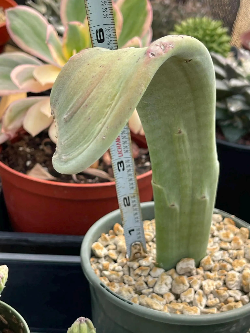 Crested Slipper Plant | Rare Crested Euphorbia | Live Succulent | 4" Plant