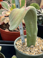 Crested Slipper Plant | Rare Crested Euphorbia | Live Succulent | 4" Plant