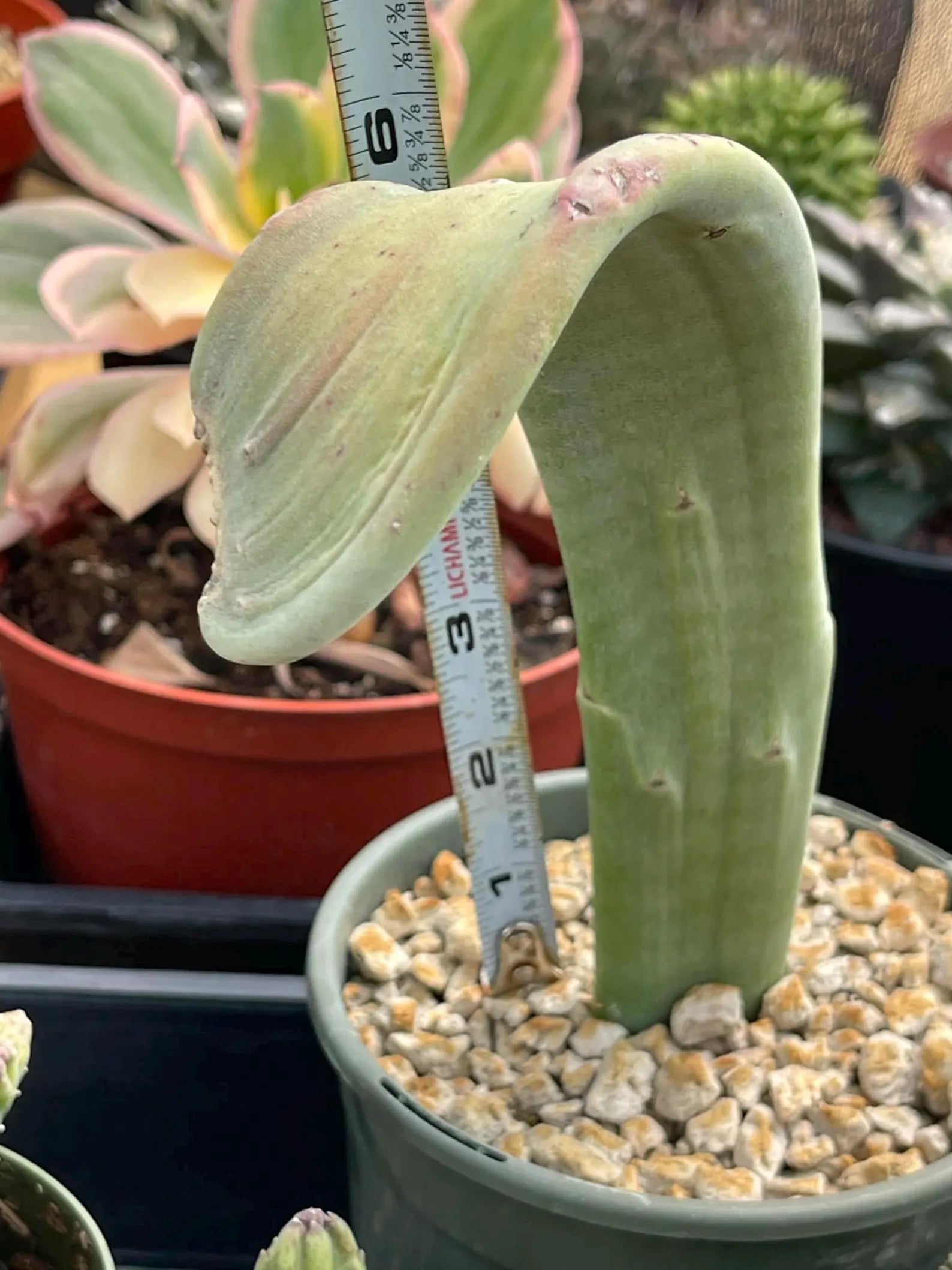 Crested Slipper Plant | Rare Crested Euphorbia | Live Succulent | 4" Plant