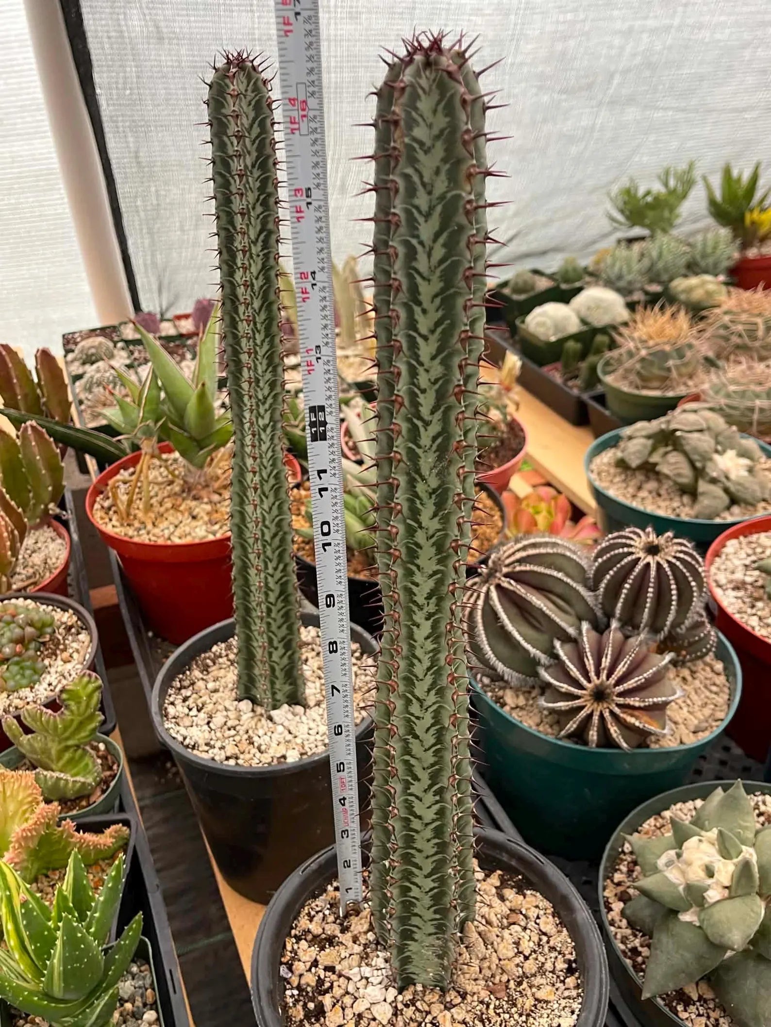 Euphorbia Confinalis Rare Spiked Succulent Live Plant #219