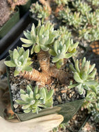 3.5-Inch Dudleya Gnoma Succulent | Rare Live Dudleya Plant