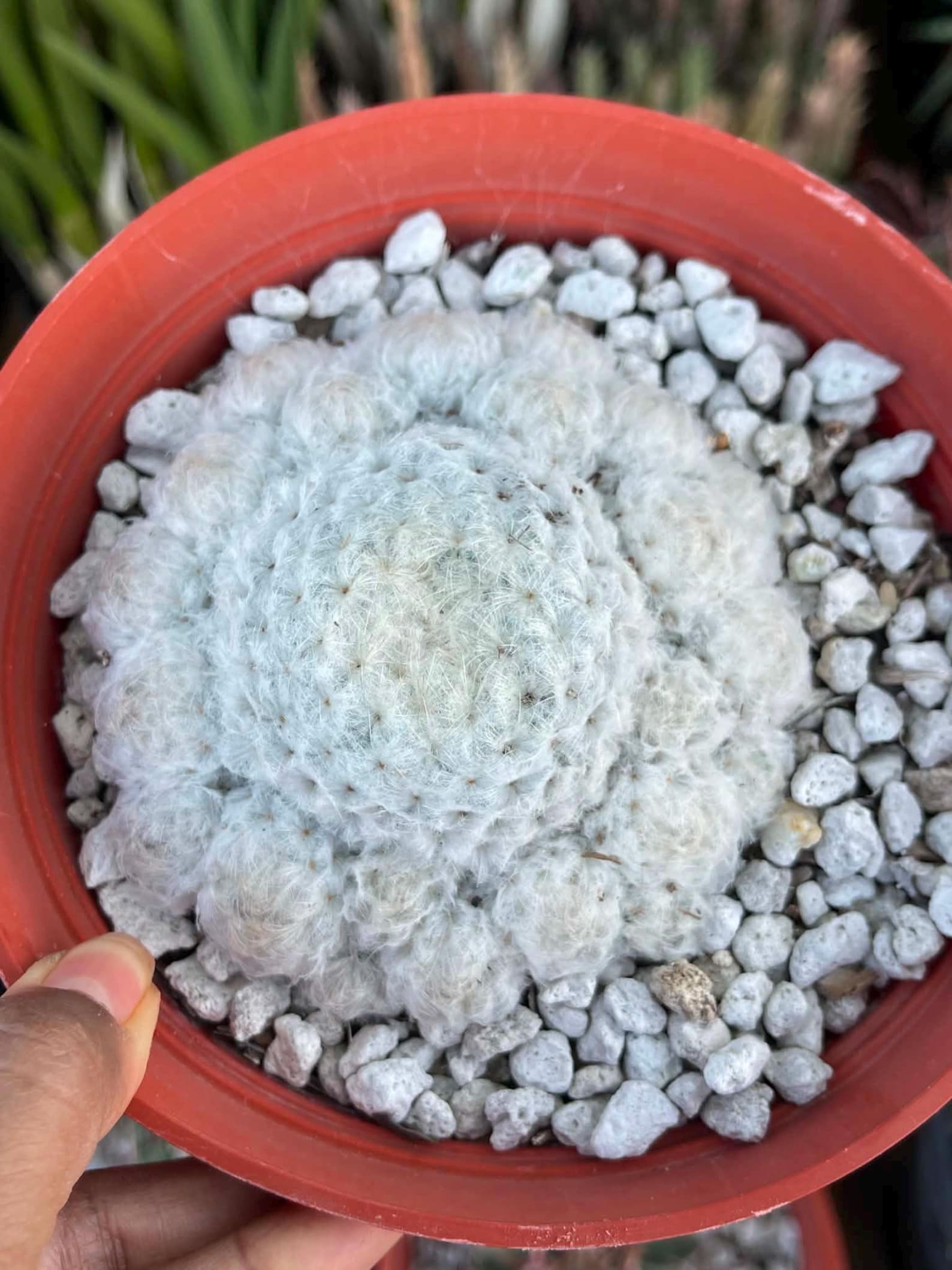 6-Inch Mammillaria Plumosa | White Feather Cactus