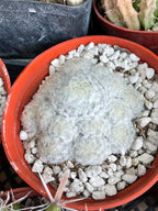 6-Inch Mammillaria Plumosa | White Feather Cactus