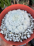 6-Inch Mammillaria Plumosa | White Feather Cactus
