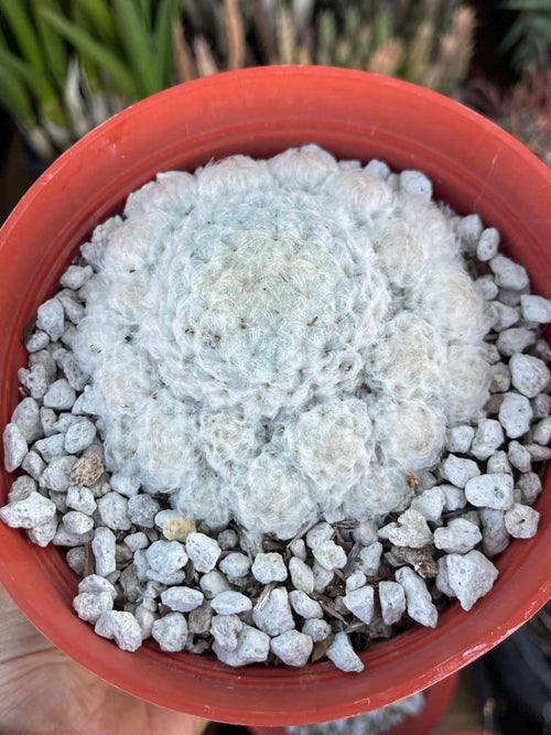 6-Inch Mammillaria Plumosa | White Feather Cactus