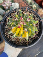 Variegated Ferocactus Gracilis #236 | Rare 6-Inch Live Cactus | Easy Care Collector Plant