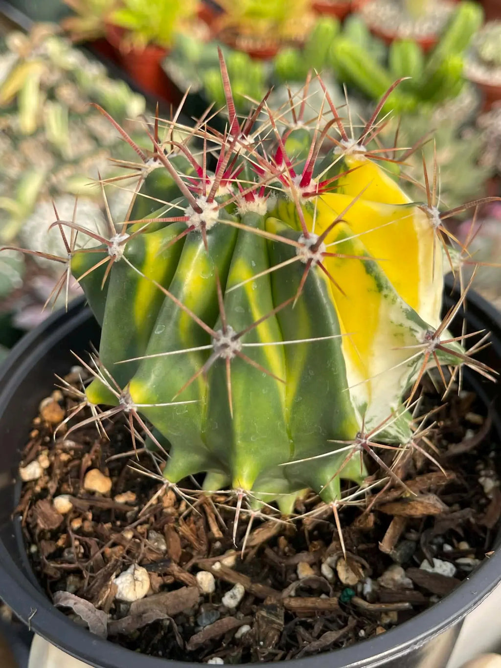 Variegated Ferocactus Gracilis #236 | Rare 6-Inch Live Cactus | Easy Care Collector Plant