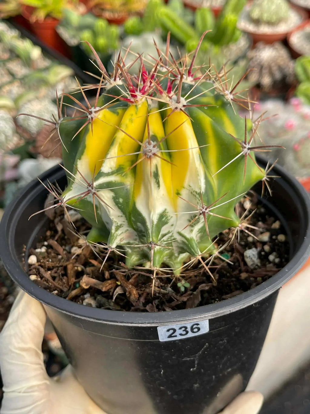 Variegated Ferocactus Gracilis #236 | Rare 6-Inch Live Cactus | Easy Care Collector Plant