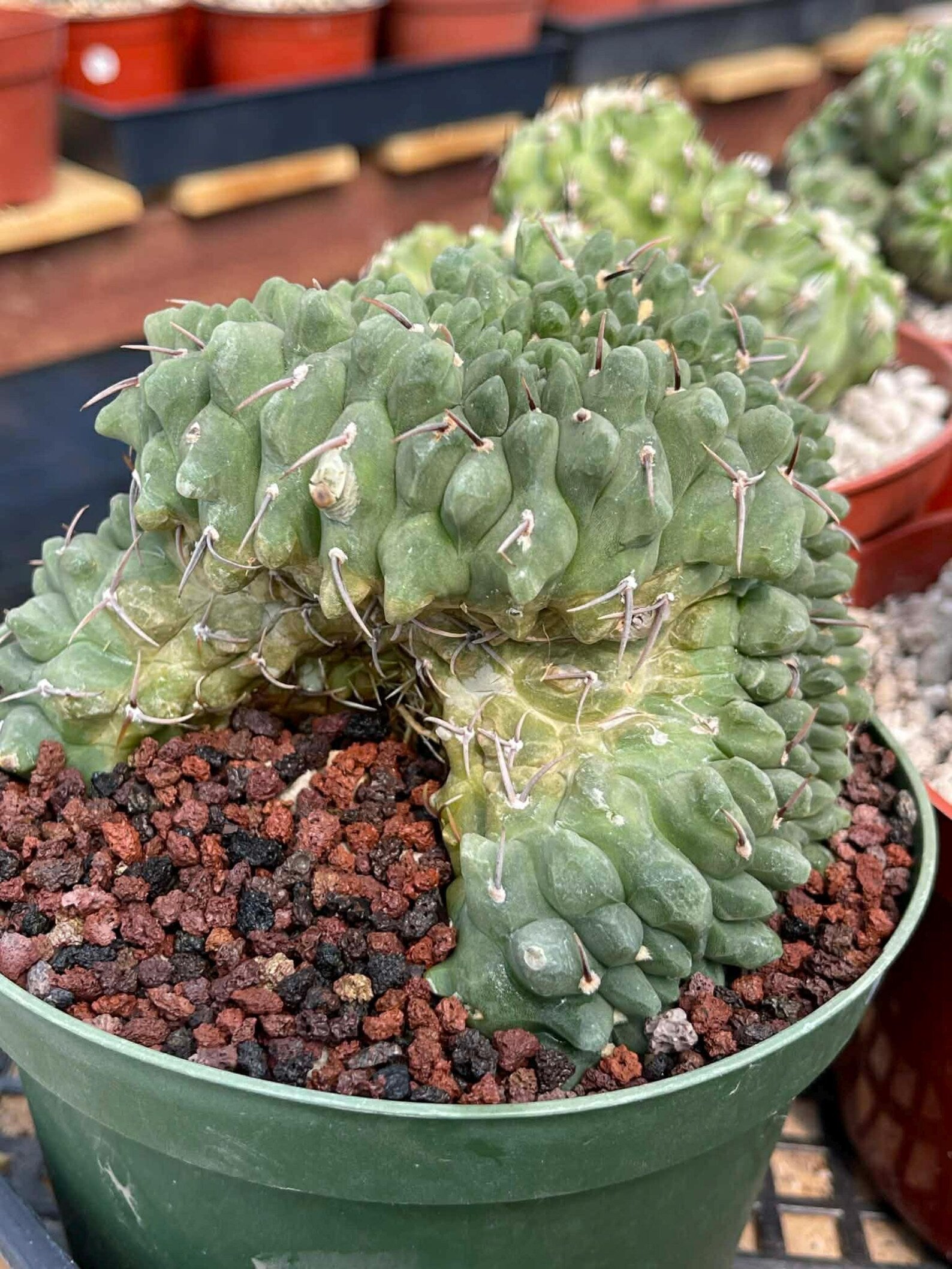Crested Gymnocalycium Vatteri #175 | Rare Live Cactus Specimen