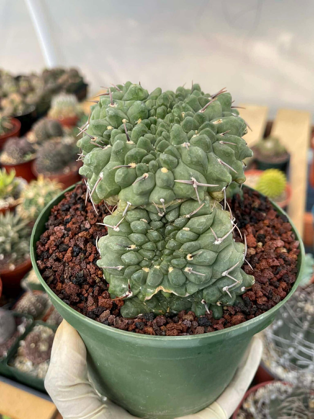 Crested Gymnocalycium Vatteri #175 | Rare Live Cactus Specimen