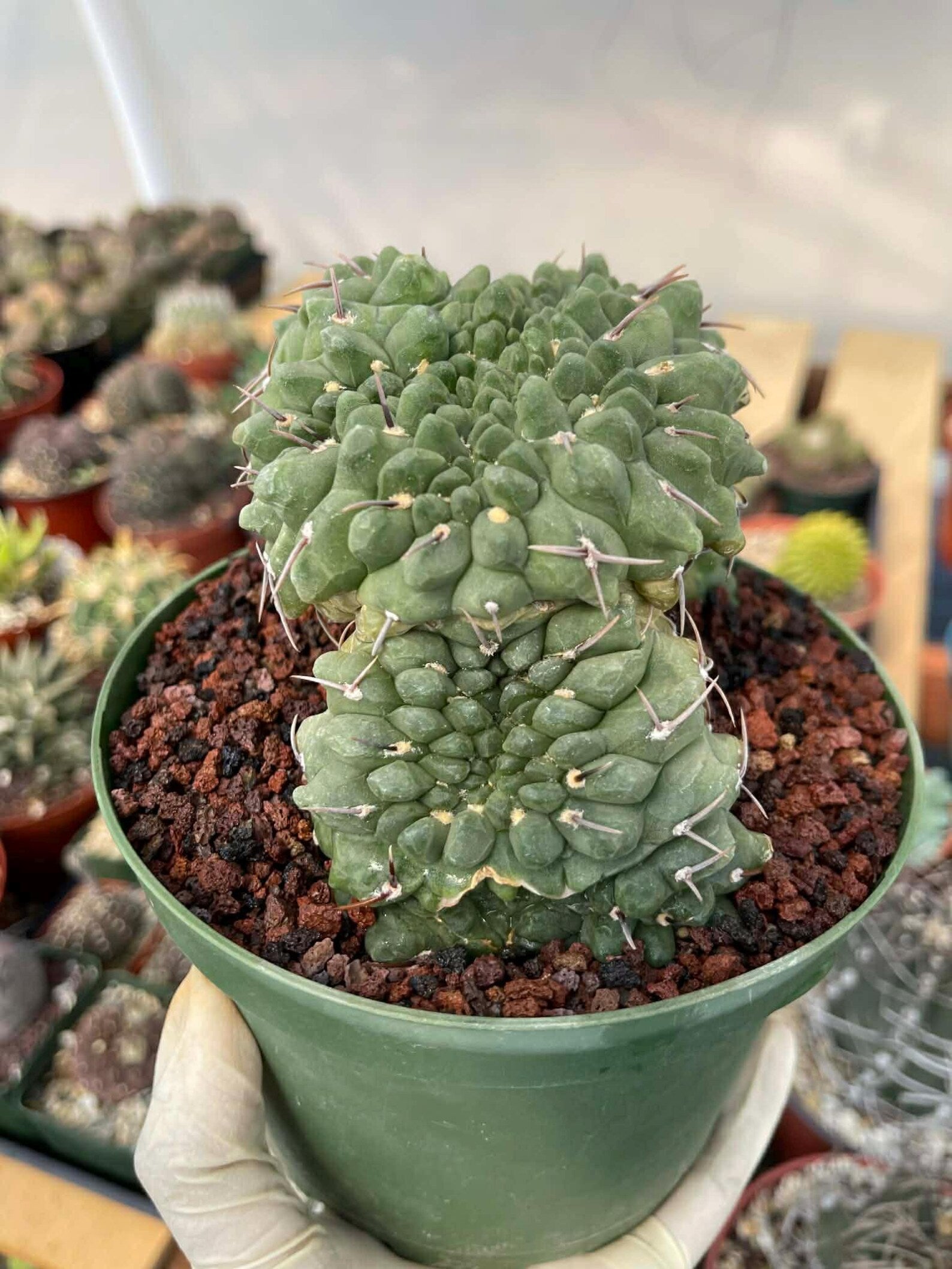 Crested Gymnocalycium Vatteri #175 | Rare Live Cactus Specimen