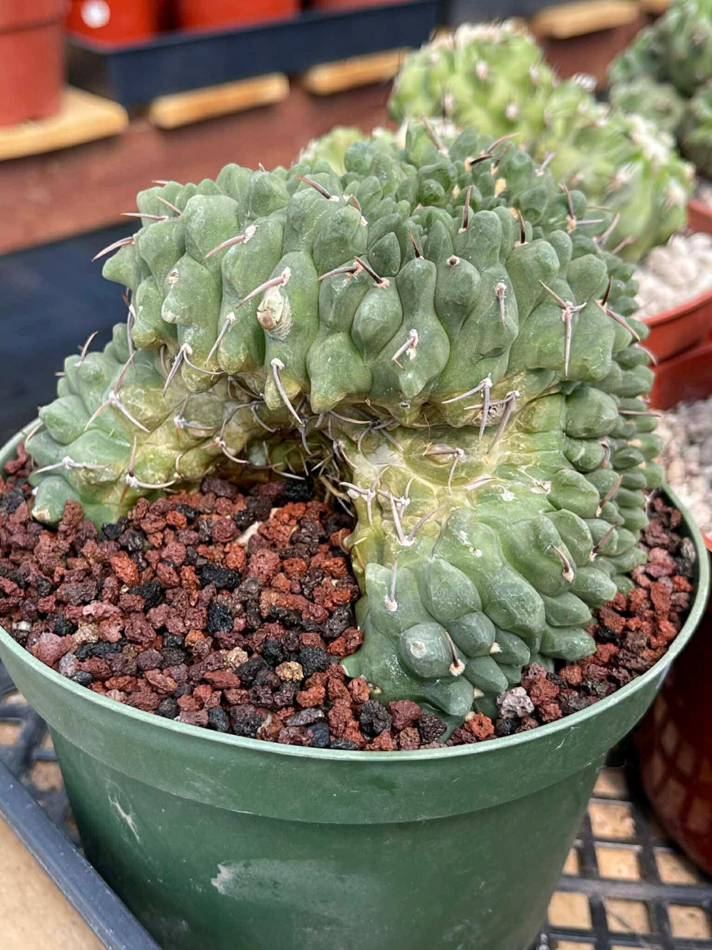 Crested Gymnocalycium Vatteri #175 | Rare Live Cactus Specimen