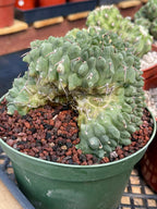 Crested Gymnocalycium Vatteri #175 | Rare Live Cactus Specimen