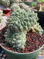 Crested Gymnocalycium Vatteri #175 | Rare Live Cactus Specimen