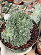 Crested Gymnocalycium Vatteri #175 | Rare Live Cactus Specimen