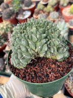 Crested Gymnocalycium Vatteri #175 | Rare Live Cactus Specimen