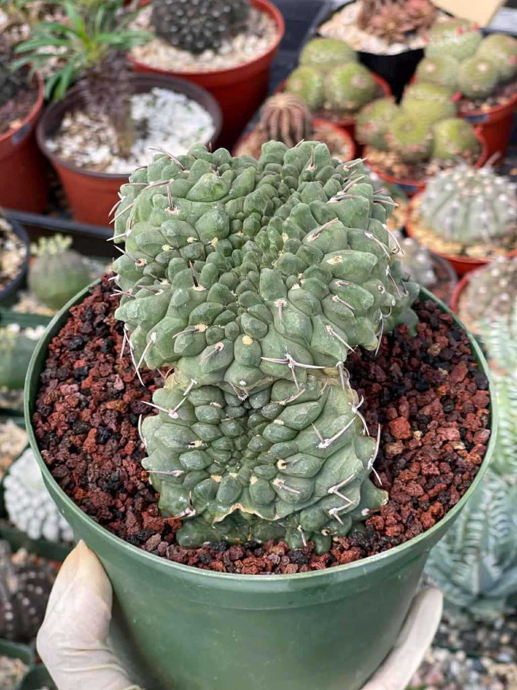 Crested Gymnocalycium Vatteri #175 | Rare Live Cactus Specimen