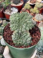 Crested Gymnocalycium Vatteri #175 | Rare Live Cactus Specimen