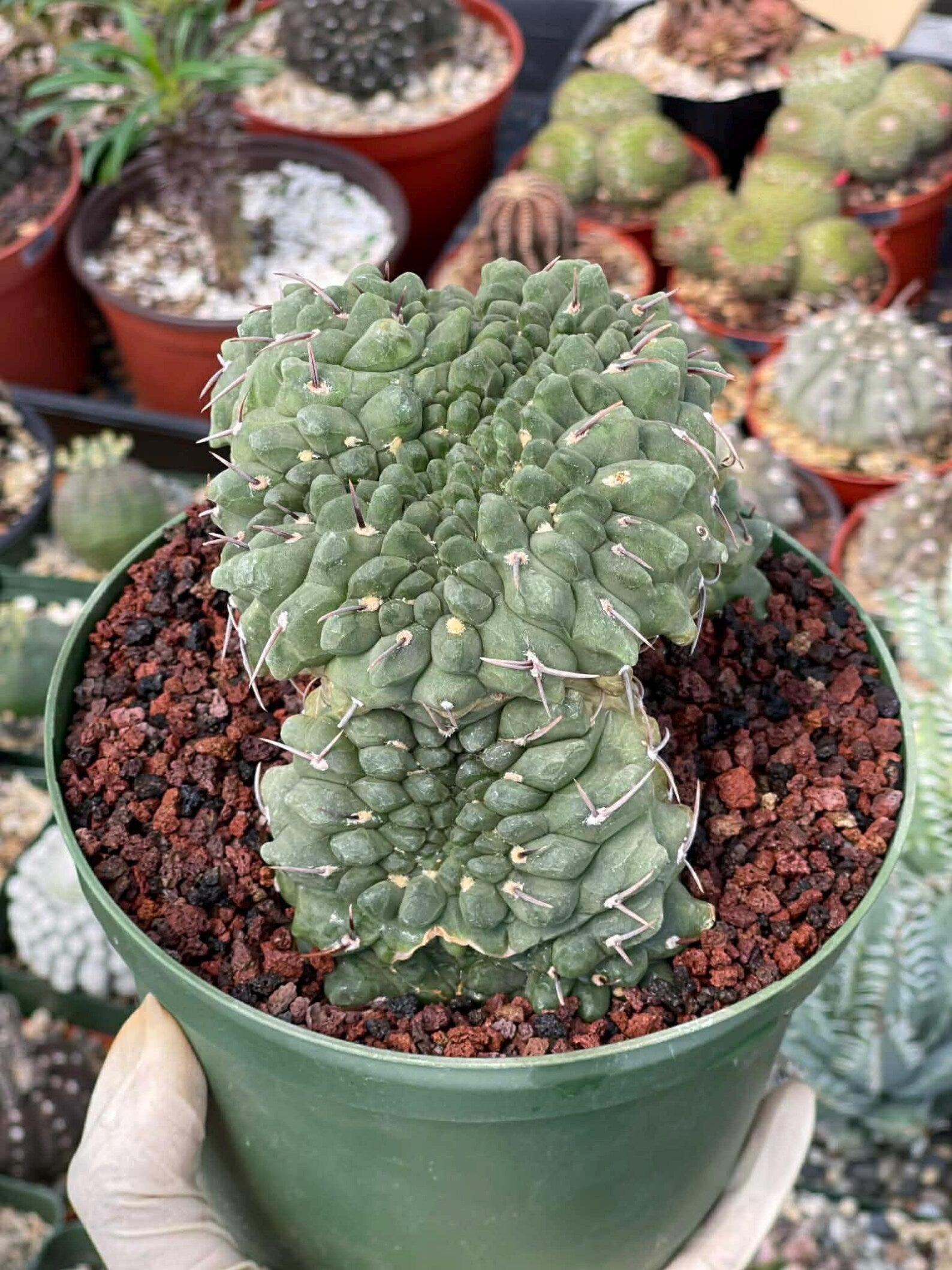 Crested Gymnocalycium Vatteri #175 | Rare Live Cactus Specimen