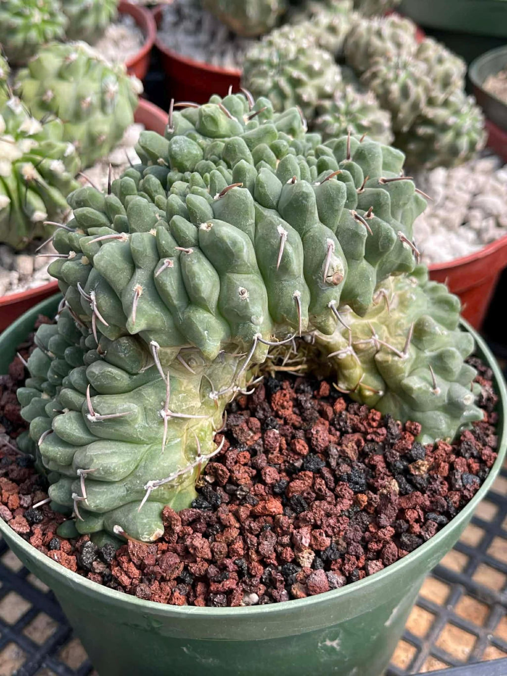 Crested Gymnocalycium Vatteri #175 | Rare Live Cactus Specimen