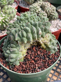 Crested Gymnocalycium Vatteri #175 | Rare Live Cactus Specimen