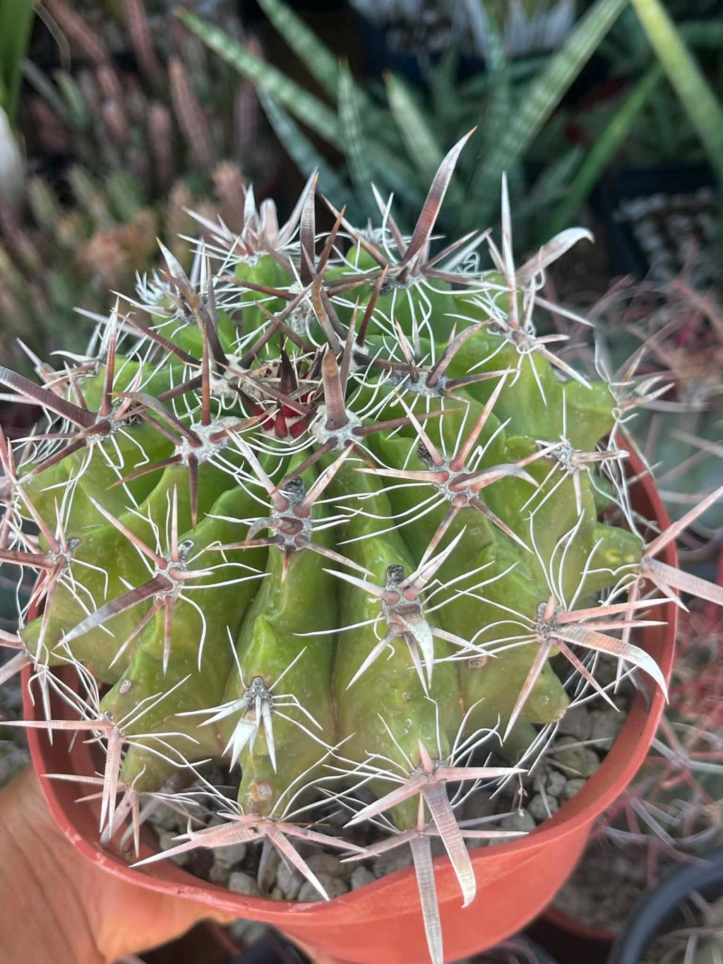 Ferocactus Gracilis Rare Barrel Cactus #350