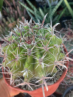 Ferocactus Gracilis Rare Barrel Cactus #350
