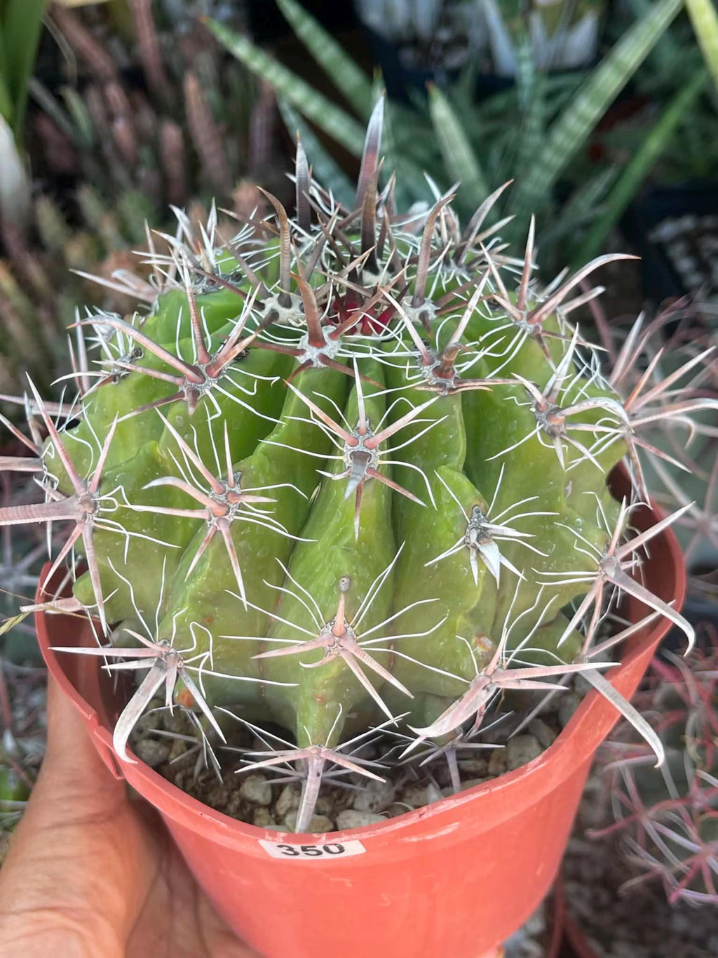 Ferocactus Gracilis Rare Barrel Cactus #350